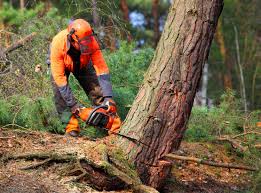 Best Fruit Tree Pruning  in Town And Country, MO