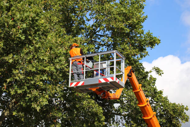 Best Arborist Consultation Services  in Town And Country, MO