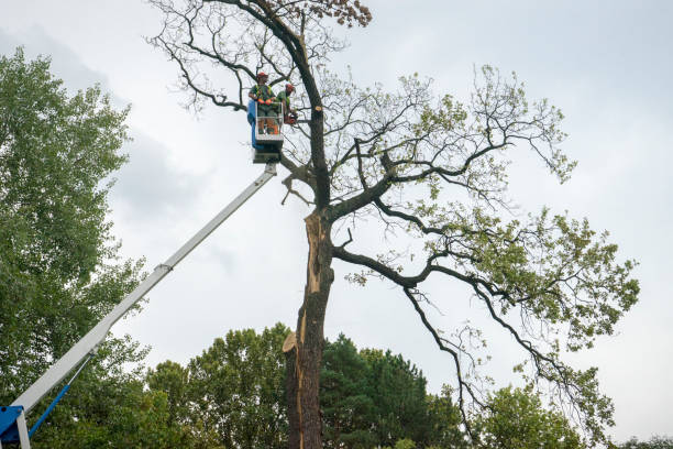 How Our Tree Care Process Works  in  Town And Country, MO