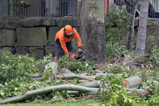 Best Tree Preservation Services  in Town And Country, MO