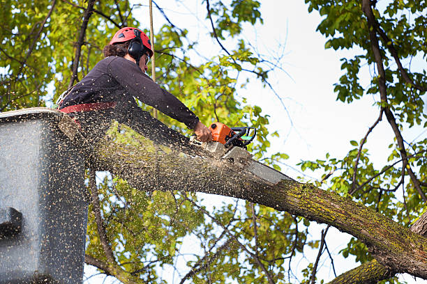 Best Tree and Shrub Care  in Town And Country, MO